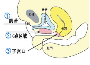 女性潮吹出来的液体是啥东西