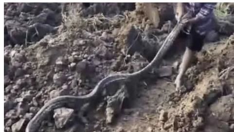 工地上 挖掘机一不小心挖出条大蟒蛇