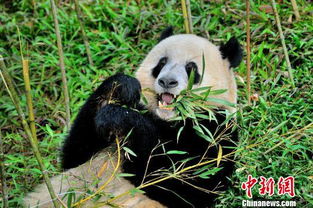 广州动物园大熊猫馆改造升级后对外开放