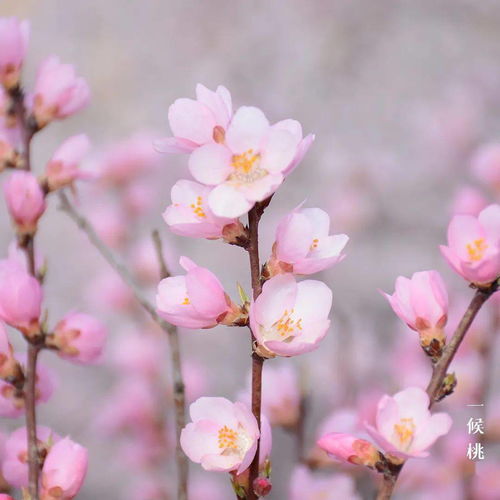 二十四节气 惊蛰