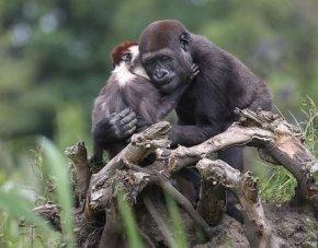 猴子和猩猩有什么不同 