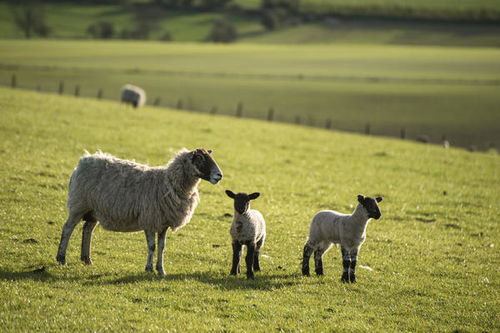 55年属羊一生命运 1955年出生的属羊人2021年运势