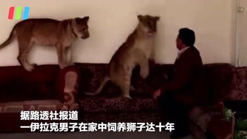 男子在家中养狮子,十年带大62头 大猫 