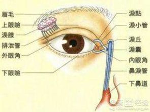 睑板腺炎需要手术吗(睑板腺炎能治愈吗)