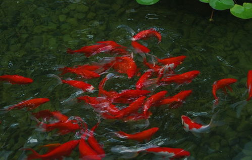 心理测试 锦鲤送大运,测你最近有什么好运加持 