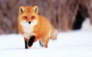关于狐狸的诗句有哪些