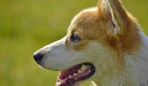 夏天狗狗的5种常见病,做好预防和处理,让狗狗健康度过这个夏天