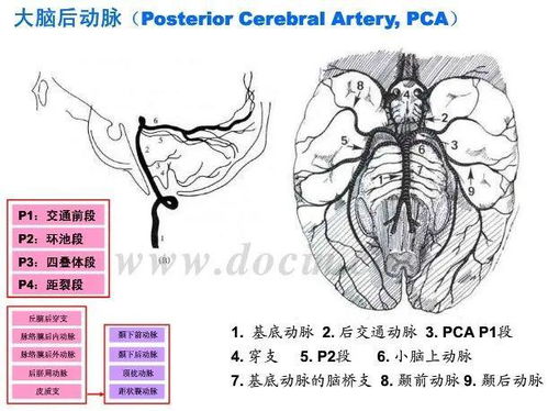 最全的颈部 脑血管图像 教你快速学会看脑血管造影片子