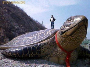 世界最大的乌龟图片 
