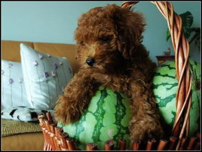 泰迪狗可不可以吃西瓜