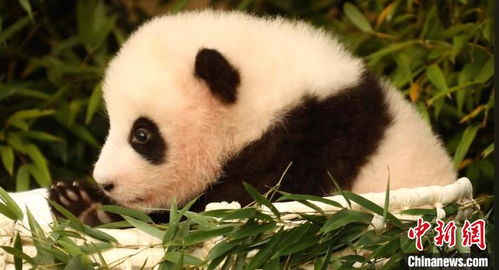 旅韩熊猫宝宝被取名 福宝 每天吃1顿 睡20多小时 