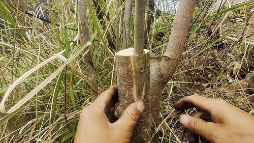 插皮嫁接适合核桃树的品种改良嫁接,同棵植物可以相互嫁接 