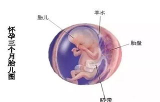 三个月的胎儿有多大(怀孕三个半月的胎儿有多大)