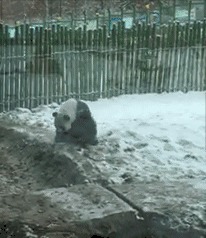 野生大熊猫误入水电站 经解救后重返大自然 