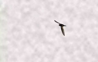 世界上唯一以 北京 命名的鸟就是 楼燕儿