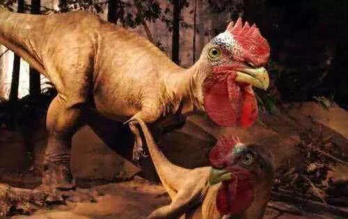 鸡真的是霸王龙进化而来的吗 专家给出答案,看完涨知识了