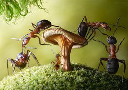 辰宇推荐 全球最大独角兽企业蚂蚁集团