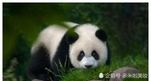 8只野生大熊猫跑进甘肃,它们那么温顺,在野外有天敌吗