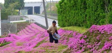 美爆了 郴州出发不到半小时 一大片紫色花海 最重要的是免费