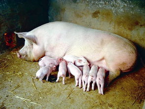 提高母猪繁殖力的技术措施如何提高母猪的繁殖性能