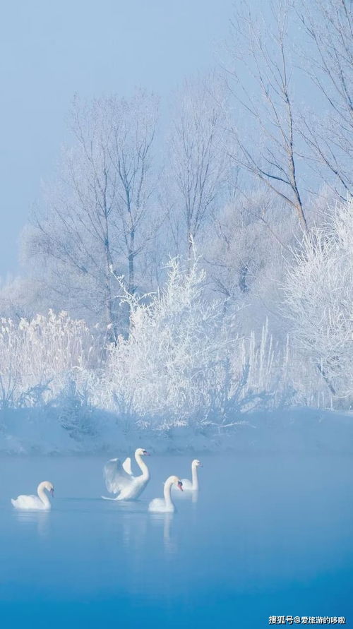 雪中漫步的范文有哪些;下雪天人们的神态动作怎么写？