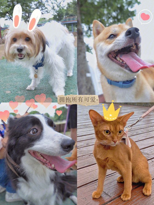 周末遛狗好去处 徐汇滨江的3大宝藏 