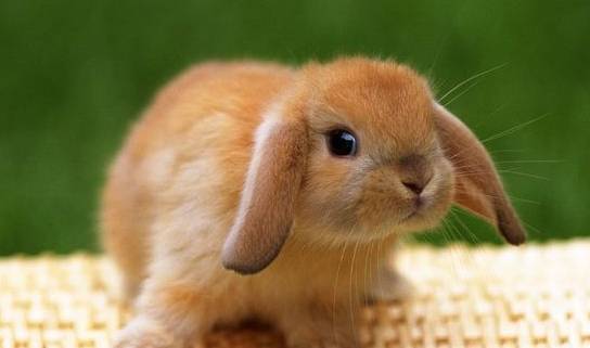 生肖兔 年纪大了指望谁 兔兔兔 的后半生命运,尤其是63年57岁的