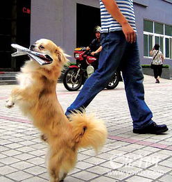 广州 管狗 调查 下 实行有效监管 倡导文明养狗 