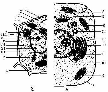 动物细胞的构造图 搜狗图片搜索