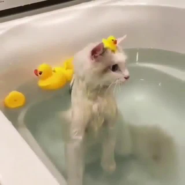 小猫咪爱洗澡 