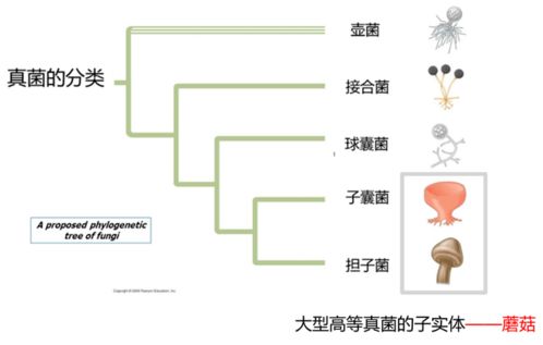 真菌的分类(真菌的分类和特点)