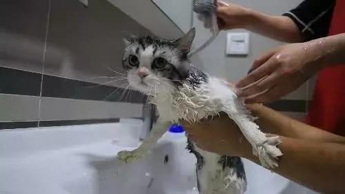 涨知识了 原来猫咪洗澡时的注意事项这么多,铲屎官必读