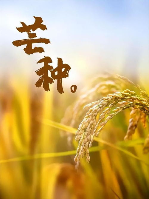 芒种节气 6月5日 6月21日生肖虎状态回复,保持稳定即可