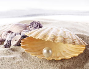 沙滩上的贝壳珍珠景色高清图片