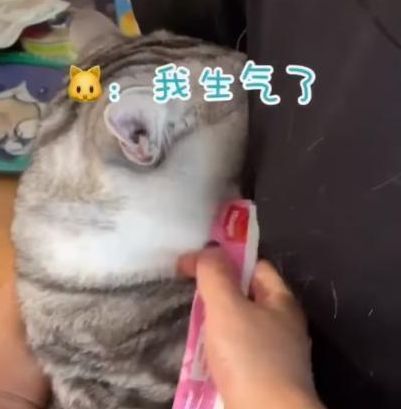 主人用食物 调戏 猫咪却不给吃,猫咪钻怀里生闷气 宝宝不吃了