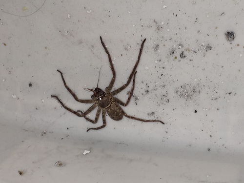 蜘蛛网有毒吗,蜘蛛网有毒吗能在衣服上晒的衣服上哪个多