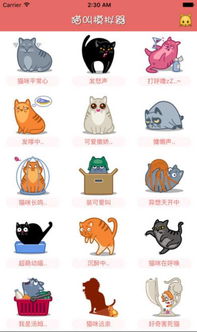 中国猫听得懂外国猫的 喵喵 声吗 丨视知矩阵