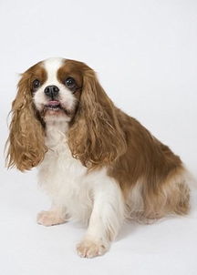 英国调查综合出最理想狗狗的外貌 中型长耳短毛 