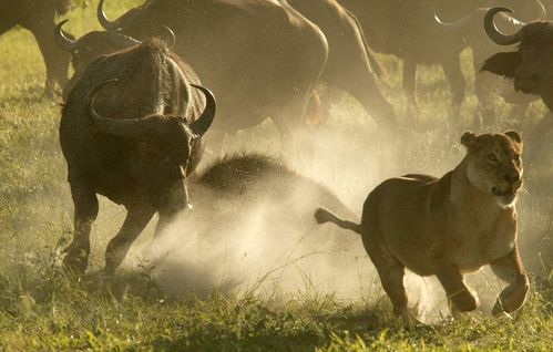 非洲的野牛到底多厉害 食草动物也能被列为 非洲五霸 之一