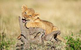 非洲孤单幼狮与母亲相依为命神情忧郁 