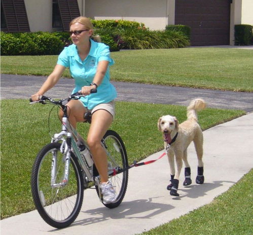 每次遛狗都跑断气 或许你可以试试让狗狗随自行车行