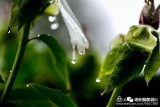 花卉摄影 春雨牡丹,伤感又美丽 