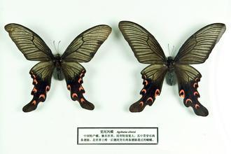 怀化发现罕见宽尾凤蝶 被誉为中国 国蝶 