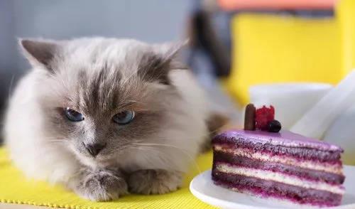 猫吃了人吃的奶油蛋糕,会付出哪些健康代价