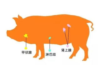 饮食九大陷阱不知道后患无穷