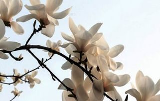白玉兰花的花语是什么呢 