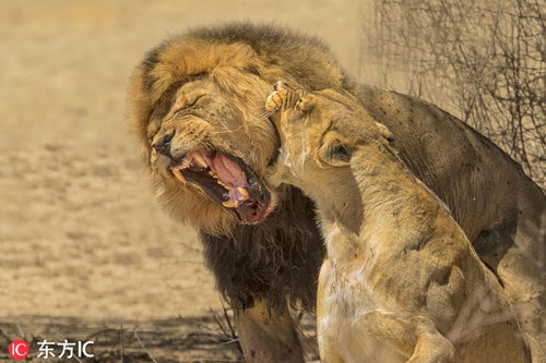 南非狮子公开秀恩爱 雄狮遭 女友 咬脖子