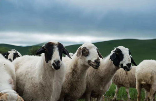 羊要来了 蒙古国赠送的那3万只羊,预计7月11日左右将运到中国