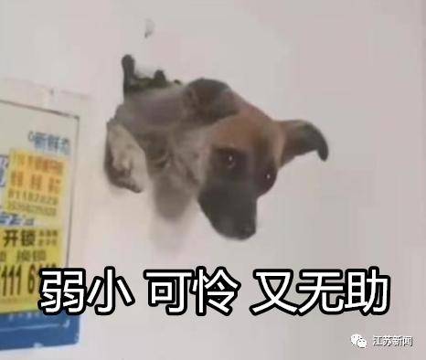 长见识了 现实版 狗急跳墙