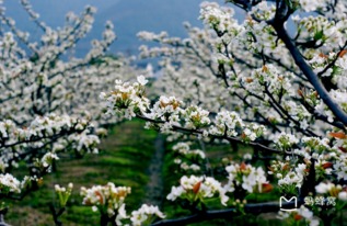 苏州树山梨花节时间地点和门票 临时交通管制(树山村免费停车场)